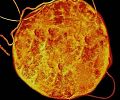 Geobacillus со дна шахты Хоумстейк